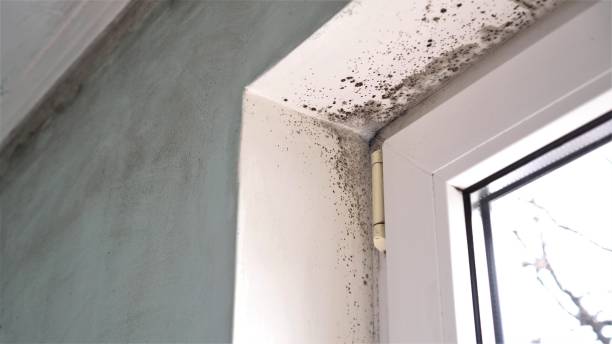 Professional Mold Removal in Willoughby, OH