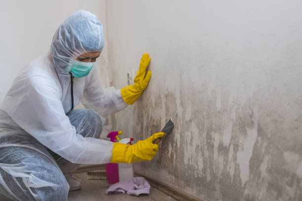 Best Attic Mold Removal  in Willoughby, OH